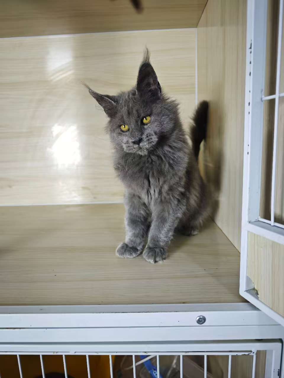 缅因猫蓝烟弟弟,三针苗全,高赛级,注小时候长癣现在已好,给它找个家